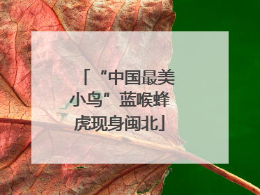 “中国最美小鸟”蓝喉蜂虎现身闽北