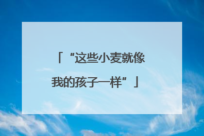 “这些小麦就像我的孩子一样”