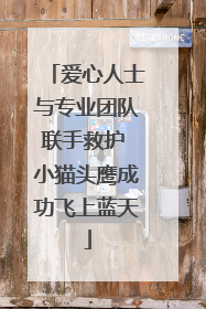 爱心人士与专业团队联手救护 小猫头鹰成功飞上蓝天
