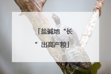 盐碱地“长”出高产粮