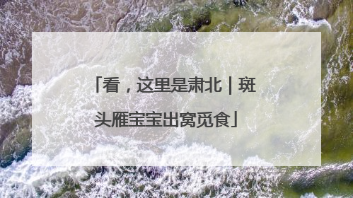 看，这里是肃北｜斑头雁宝宝出窝觅食