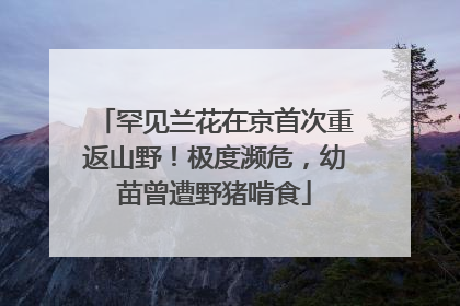 罕见兰花在京首次重返山野！极度濒危，幼苗曾遭野猪啃食