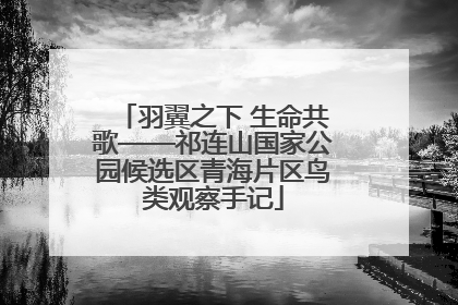 羽翼之下 生命共歌——祁连山国家公园候选区青海片区鸟类观察手记