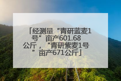 经测量“青研蓝麦1号”亩产601.68公斤，“青研紫麦1号”亩产671公斤