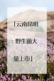 云南昆明：野生菌大量上市