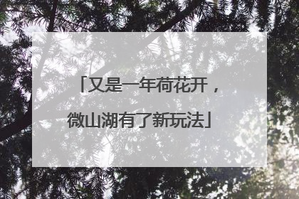 又是一年荷花开，微山湖有了新玩法