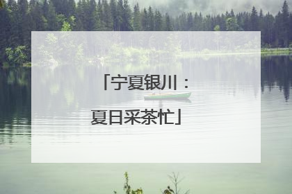 宁夏银川：夏日采茶忙