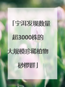 宁洱发现数量超3000株的大规模珍稀植物桫椤群