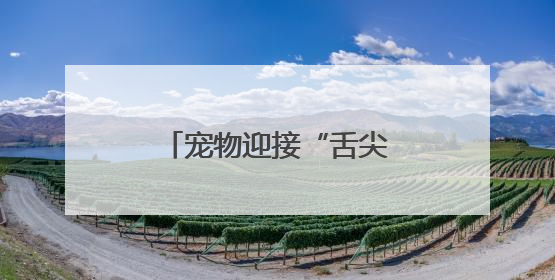 宠物迎接“舌尖上的端午” “宠物粽子”受喜爱