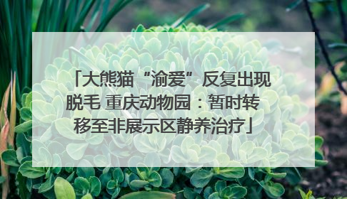 大熊猫“渝爱”反复出现脱毛 重庆动物园：暂时转移至非展示区静养治疗