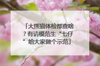 大熊猫体检都查啥？有请模范生“七仔”给大家做个示范