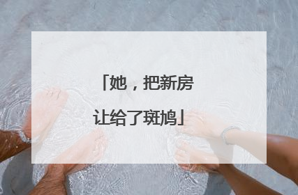 她，把新房让给了斑鸠