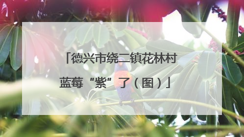 德兴市绕二镇花林村蓝莓“紫”了（图）