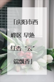 庆阳市西峰区 早熟红杏“云”端飘香