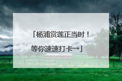 杨浦赏莲正当时！等你速速打卡→