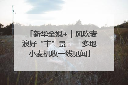 新华全媒+｜风吹麦浪好“丰”景——多地小麦机收一线见闻