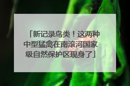 新记录鸟类！这两种中型猛禽在南滚河国家级自然保护区现身了