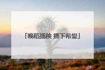 晚稻插秧 播下希望