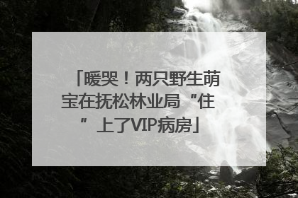 暖哭！两只野生萌宝在抚松林业局“住”上了VIP病房