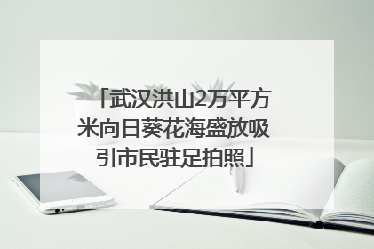 武汉洪山2万平方米向日葵花海盛放吸引市民驻足拍照