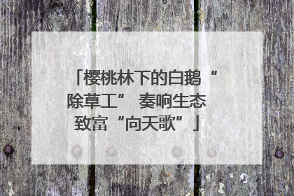 樱桃林下的白鹅“除草工” 奏响生态致富“向天歌”