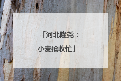 河北隆尧：小麦抢收忙