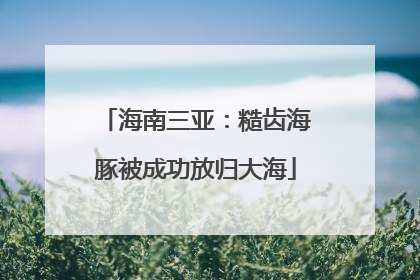 海南三亚：糙齿海豚被成功放归大海
