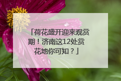 荷花盛开迎来观赏期！济南这12处赏花地你可知？