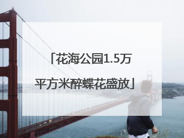 花海公园1.5万平方米醉蝶花盛放