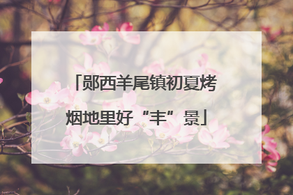 郧西羊尾镇初夏烤烟地里好“丰”景