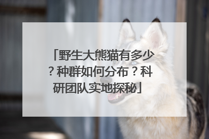 野生大熊猫有多少？种群如何分布？科研团队实地探秘