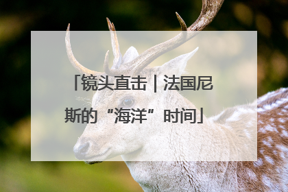 镜头直击｜法国尼斯的“海洋”时间