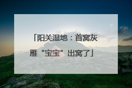 阳关湿地：首窝灰雁“宝宝”出窝了